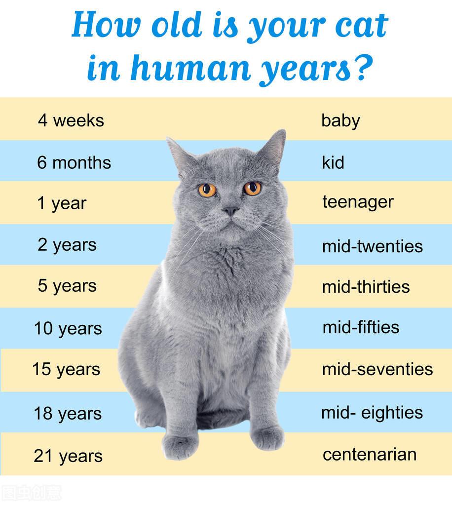 猫的寿命有多长（解析猫寿命的长短与哪些因素有关）