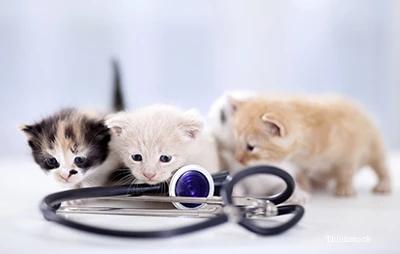 猫疫苗多久打一次比较好（如何给猫咪正确合理的免疫）