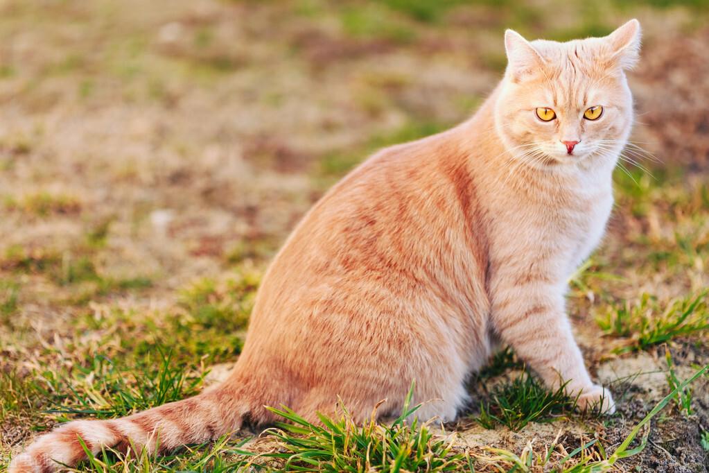 猫的寿命一般多长（猫咪的寿命有多长几招延长寿命）