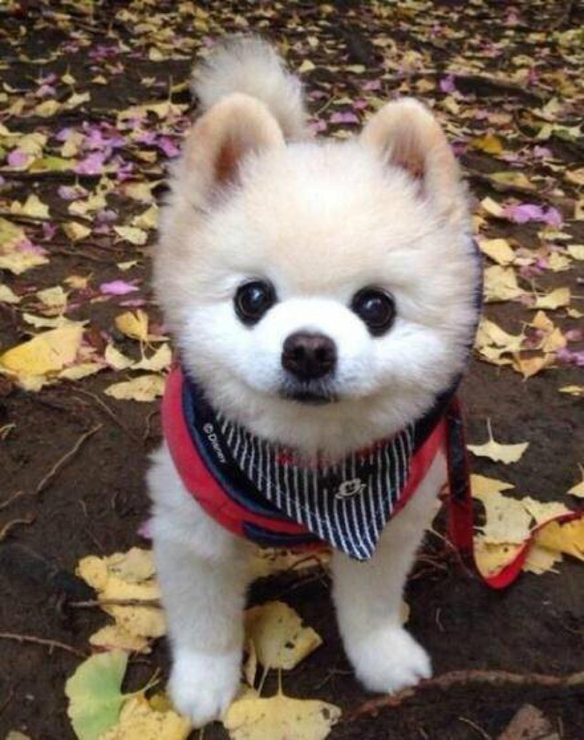 狗的品种有哪些（盘点九种最受人们喜欢的小型宠物犬）