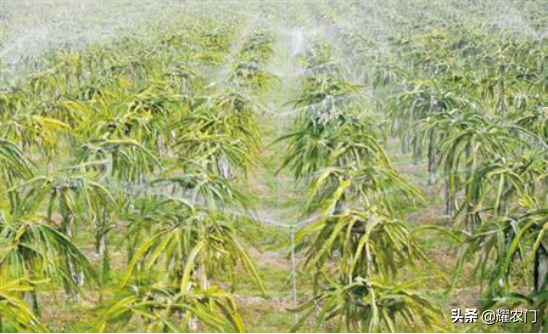 火龙果苗怎么种（给你一份超详细的火龙果种植技术攻略） ！-第5张图片