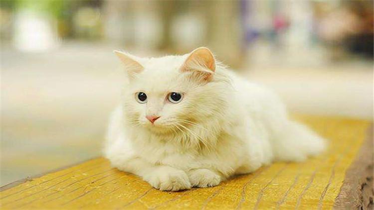 猫能吃火腿肠吗（这些猫咪饮食禁忌作为铲屎官你都知道吗）