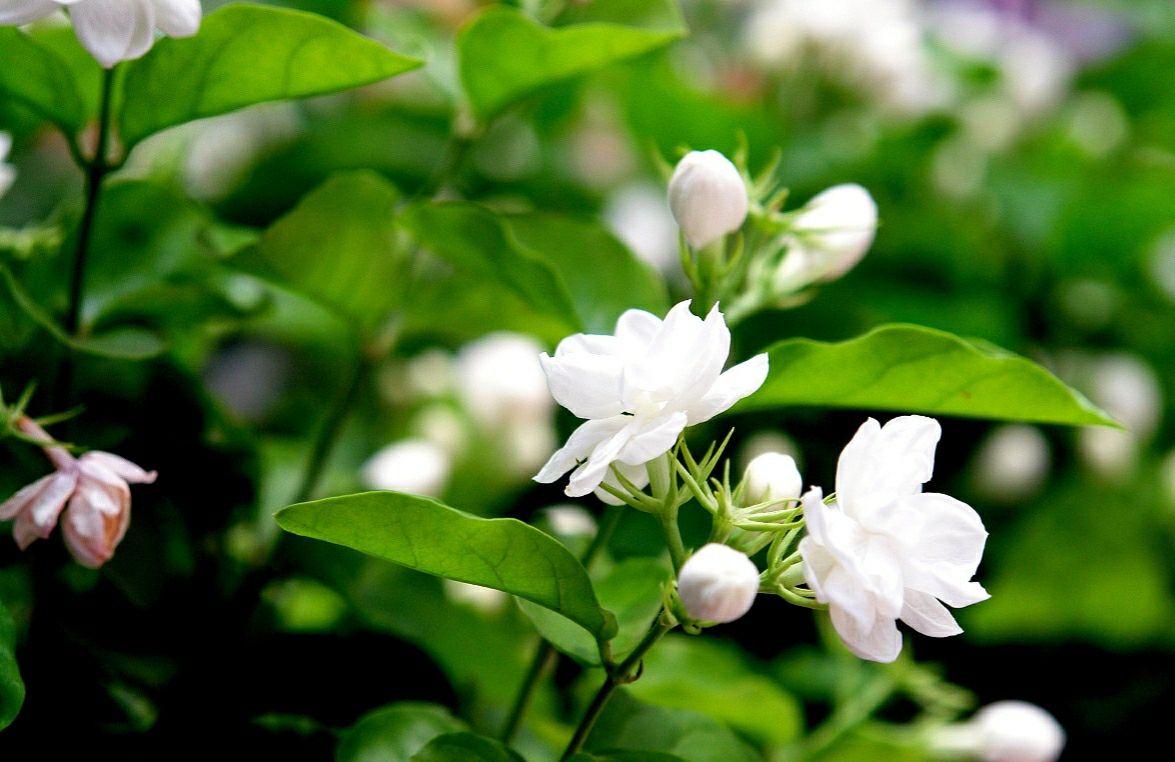 茉莉花如何养殖（关于茉莉花的养殖方法和技巧有哪些）