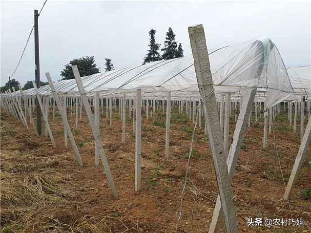 葡萄架怎么搭建（盘点有关于葡萄架搭建的简单介绍）