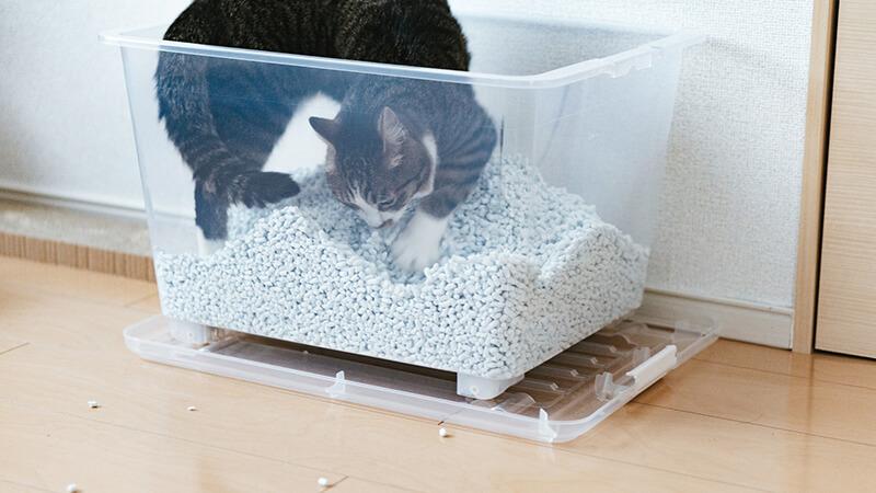 猫砂是什么东西（猫砂是什么以及猫砂有哪几种类型）
