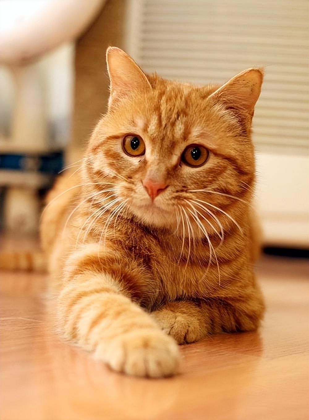橘猫是什么品种的猫（饲养橘猫需要注意哪些问题呢）
