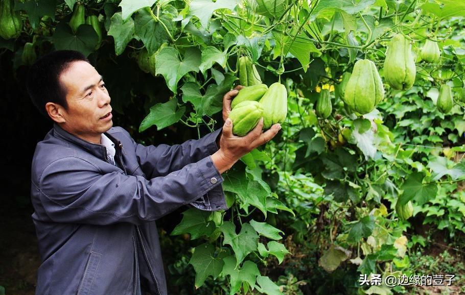 佛手瓜怎么种植（佛手瓜的种植方法有哪些不懂的朋友看来）