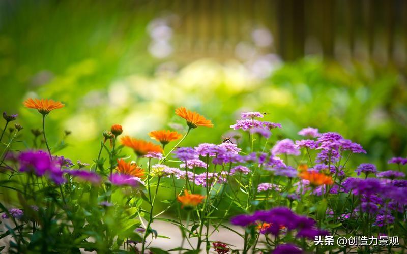 花园里有什么花（盘点适合在花园里种植的花卉有哪些）