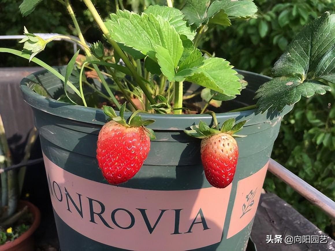 阳台养草莓需要授粉吗（为什么自己种的草莓不结果呢） ！-图4