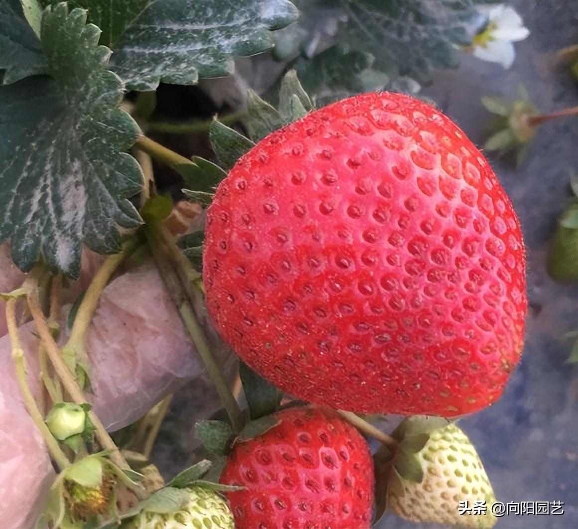阳台养草莓需要授粉吗（为什么自己种的草莓不结果呢） ！-图5