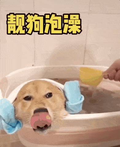 狗多久洗一次澡合适（给狗狗洗澡应该注意哪些问题）
