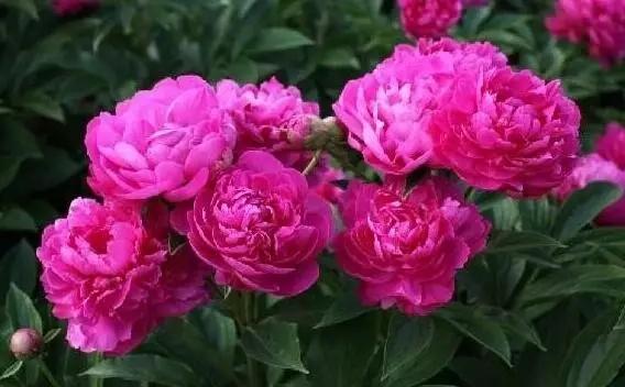 牡丹和芍药有什么区别（牡丹和芍药分别有哪些特征）
