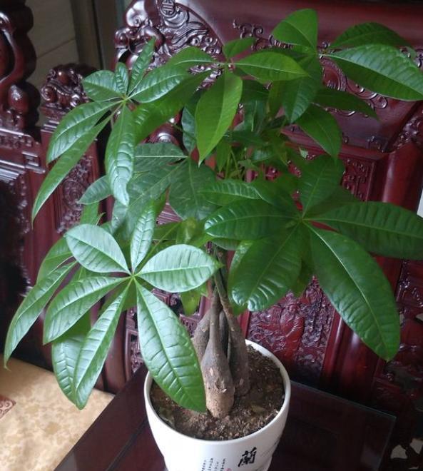 发财树用什么肥料最好（适合养发财树用的肥料有哪些）