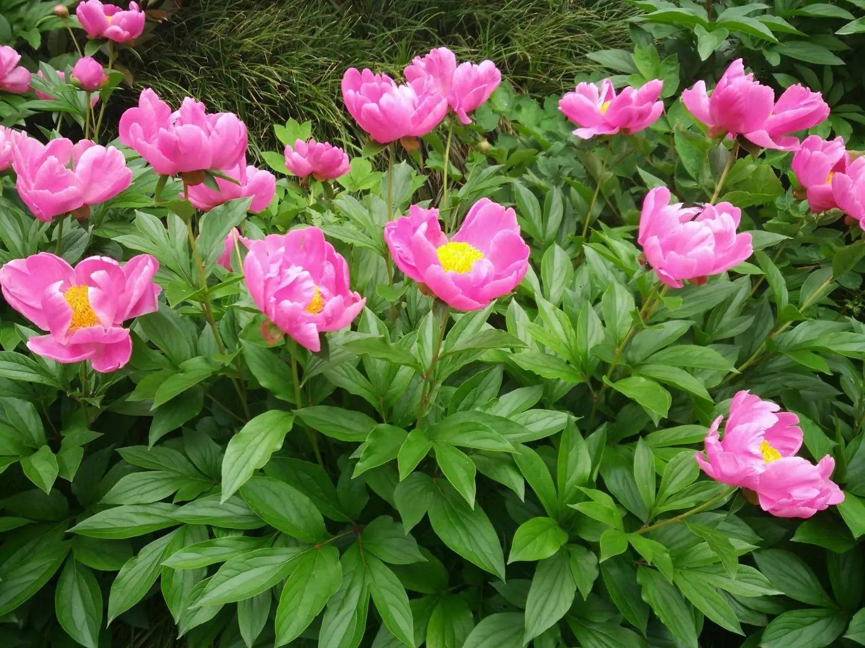 牡丹与芍药的区别（牡丹芍药的不同点记住3个不同） !-第2张图片