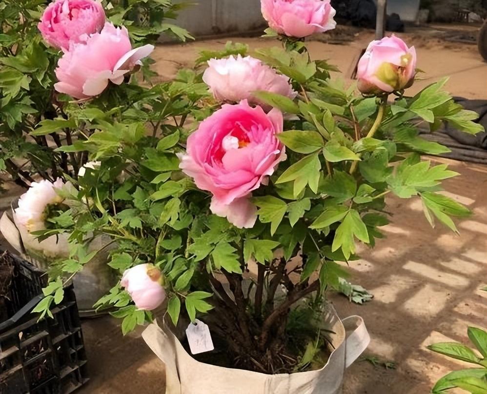 牡丹与芍药的区别（牡丹芍药的不同点记住3个不同） !-第4张图片