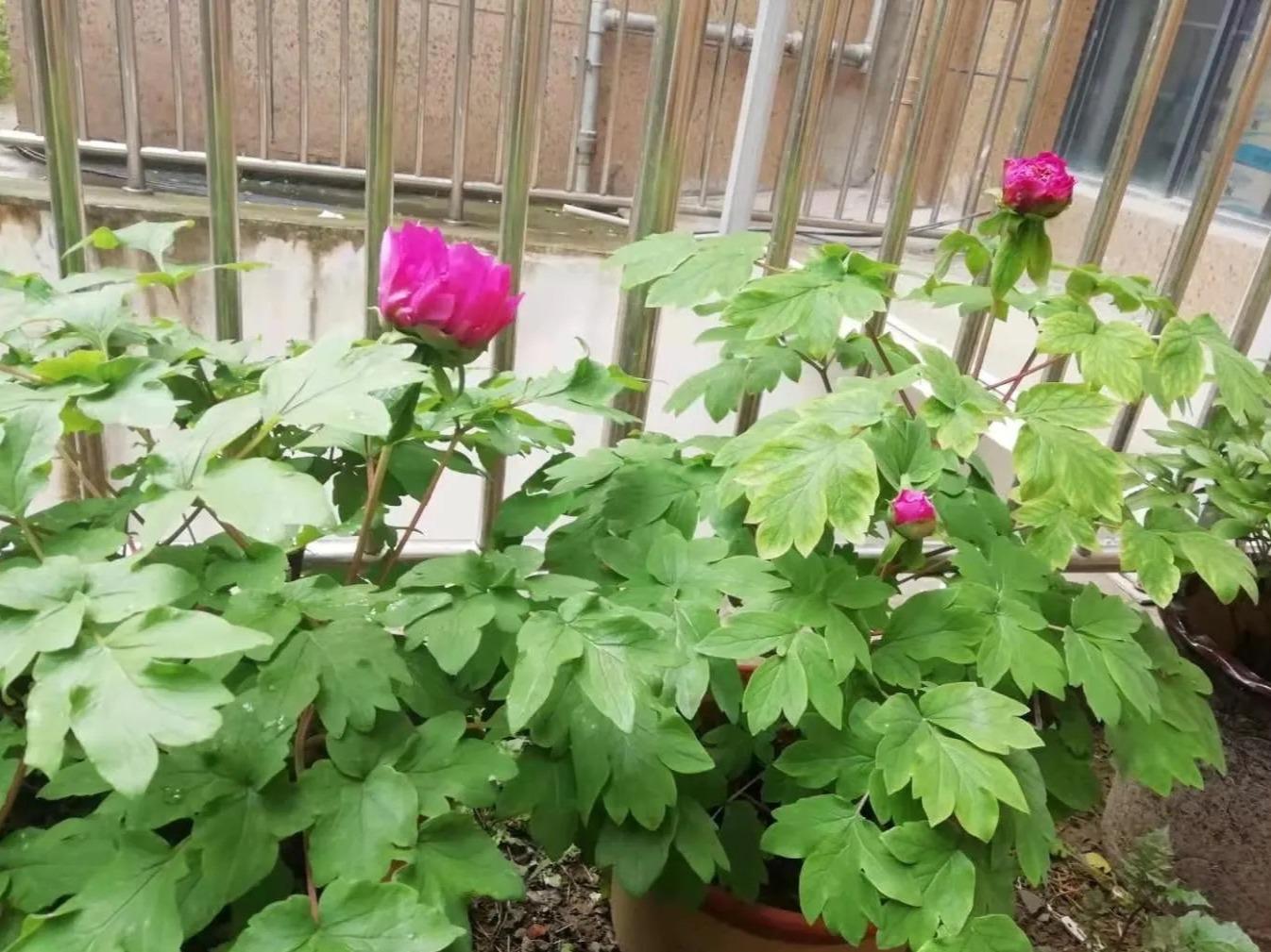牡丹与芍药的区别（牡丹芍药的不同点记住3个不同） !-第6张图片