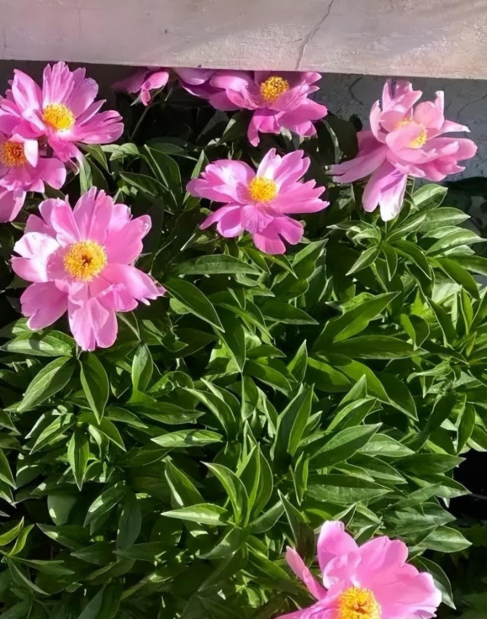 牡丹与芍药的区别（牡丹芍药的不同点记住3个不同） !-第7张图片