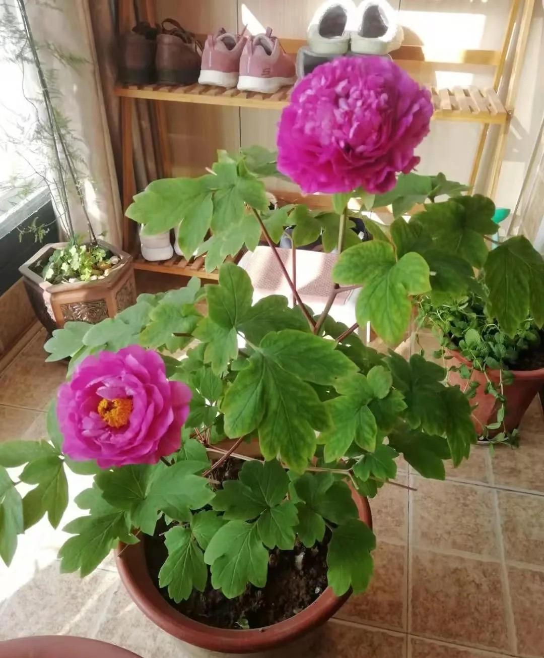 牡丹与芍药的区别（牡丹芍药的不同点记住3个不同） !-第8张图片