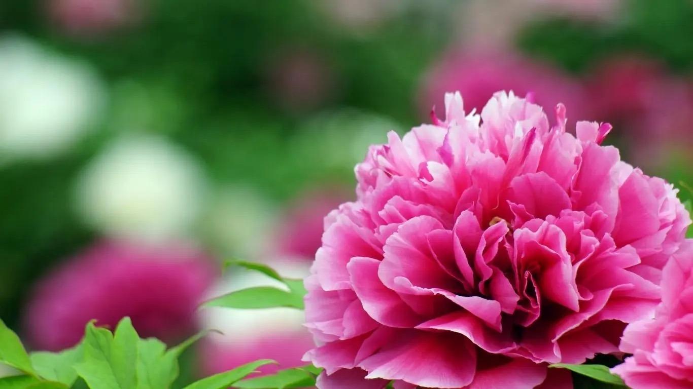 牡丹与芍药的区别（牡丹芍药的不同点记住3个不同） !-第9张图片