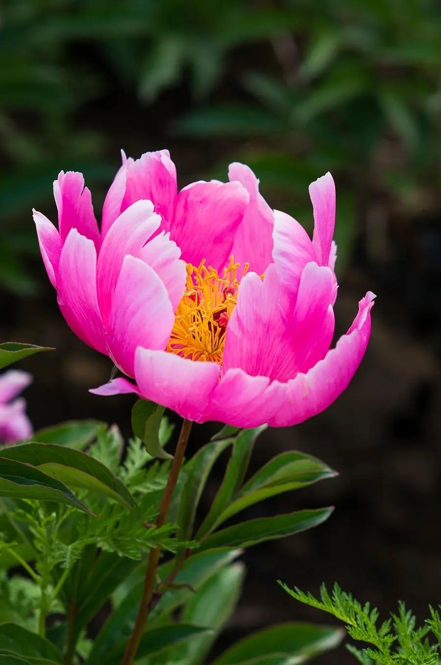 牡丹与芍药的区别（牡丹芍药的不同点记住3个不同） !-第10张图片