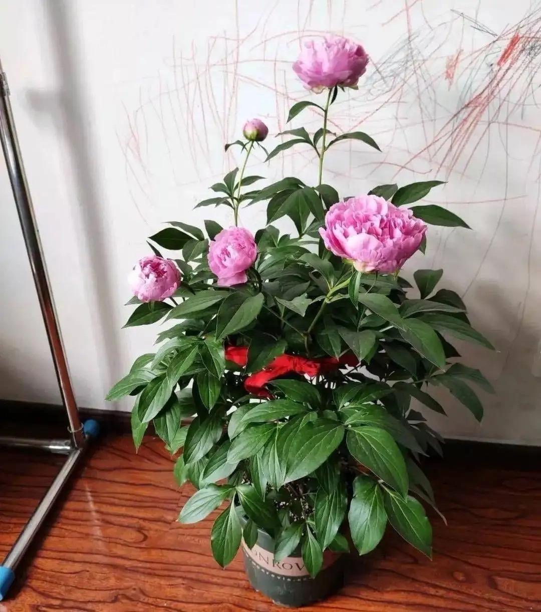 牡丹与芍药的区别（牡丹芍药的不同点记住3个不同） !-第12张图片