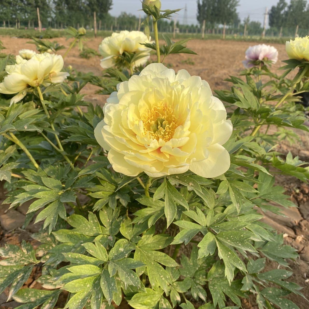 牡丹与芍药的区别（牡丹芍药的不同点记住3个不同） !-第13张图片