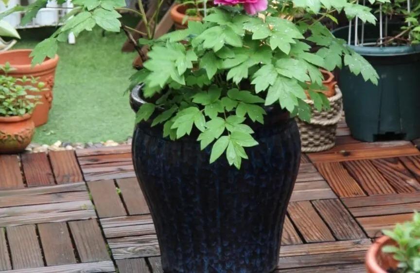 牡丹与芍药的区别（牡丹芍药的不同点记住3个不同） !-第14张图片