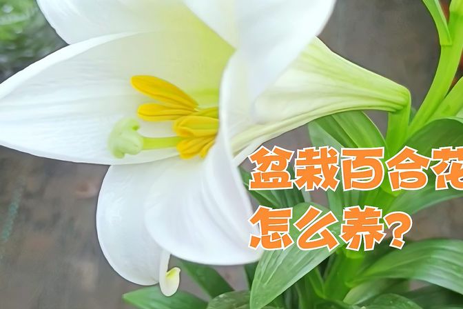 百合花开完花后要注意哪些（介绍百合花开花期和养护方法）