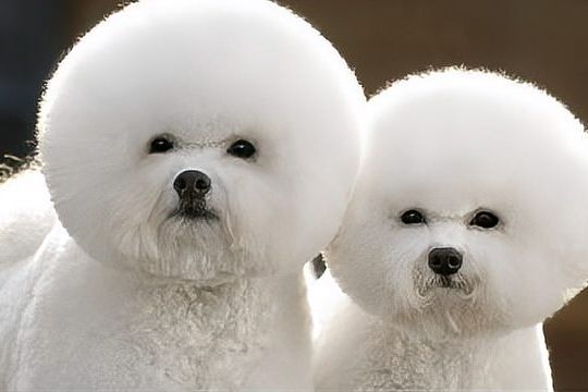 比熊犬的价格及养护知识（介绍比熊犬的基本信息和养护知识）