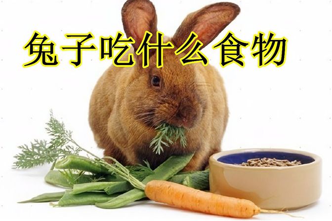 小兔子吃什么食物（为兔子饲养者提供选食营养均衡的建议）