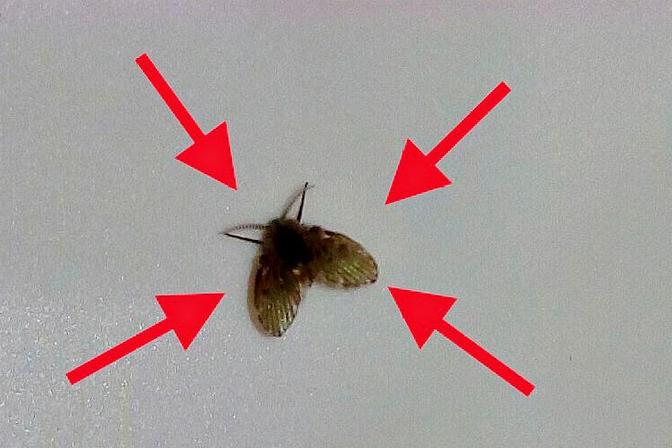 如何有效消灭家中小飞虫（针对不同飞虫的消灭方法和预防措施）