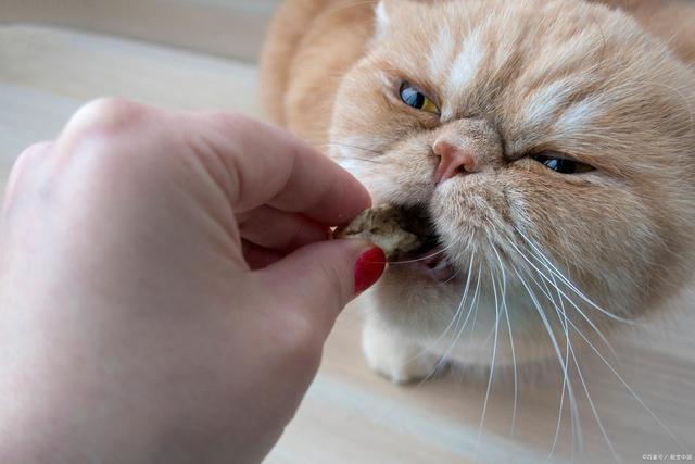 小猫多大可以驱虫（小猫适合进行驱虫的最佳年龄阶段）