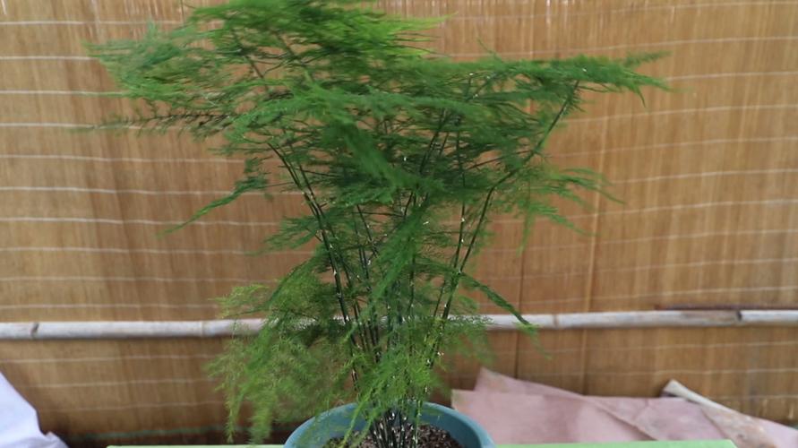 处理发黄的云竹叶子（分享处理云竹叶子变黄的方法和技巧）