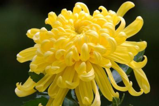 送菊花代表着什么含义（解释送菊花所代表的寓意）