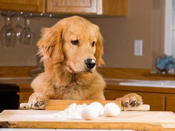 幼犬每天喂食一个蛋黄是否适宜（探讨每天给幼犬喂食一个蛋黄是否合适）