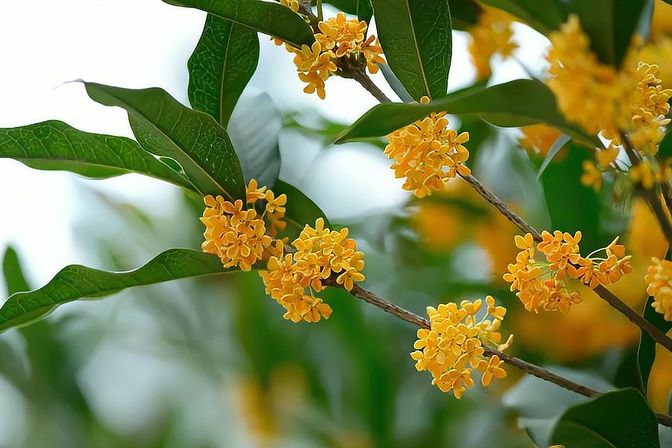 桂花是哪个季节开花的（揭秘桂花的开花季节）