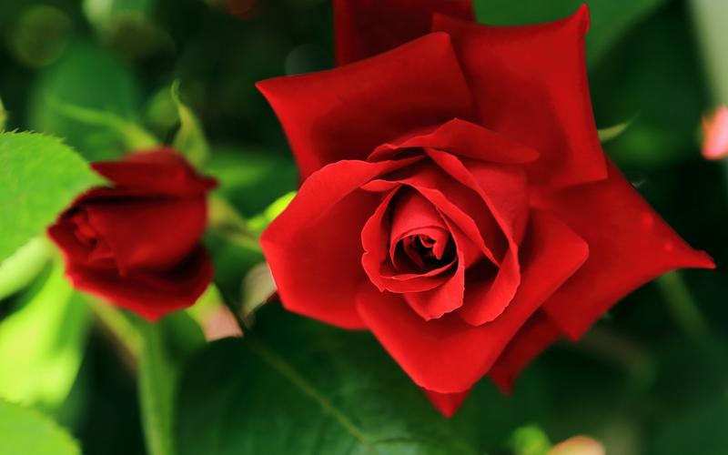 红玫瑰11朵的含义（解析11朵红玫瑰所代表的特殊意义）