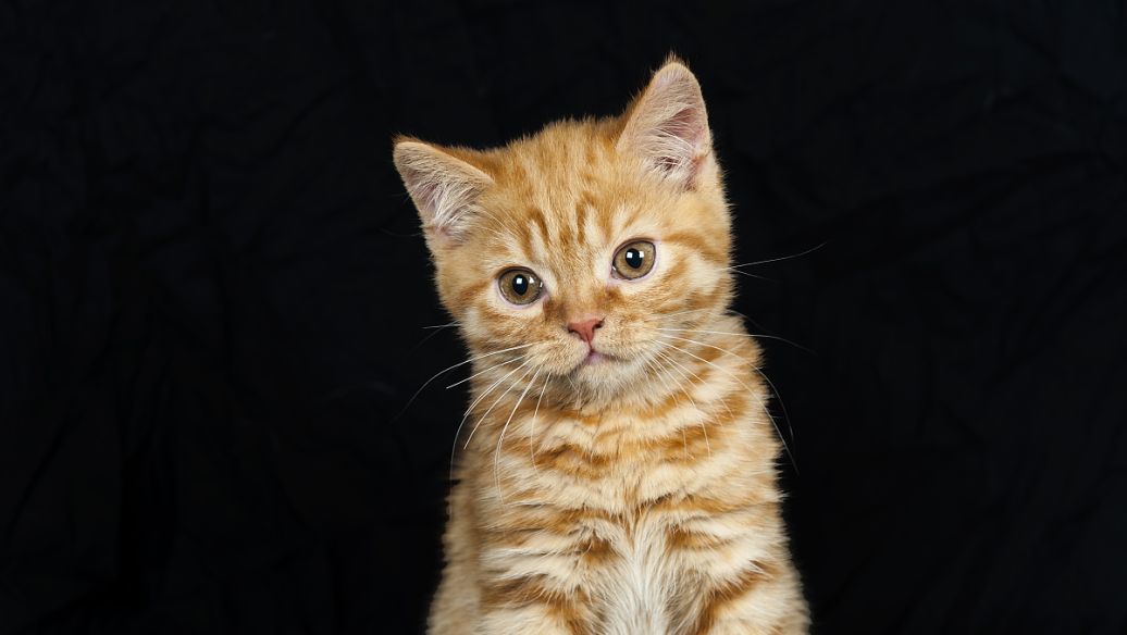 猫咪能否食用奶油（探讨猫咪是否可以吃奶油）