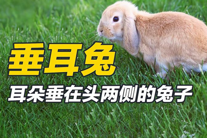 垂耳兔一只的价格约为（介绍市场上垂耳兔的大致售价）