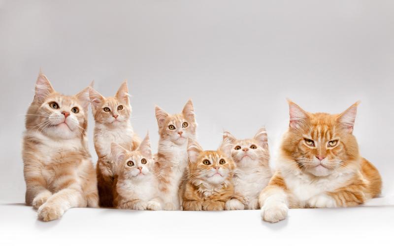 猫喝牛奶的影响（探讨猫喝牛奶可能带来的影响）