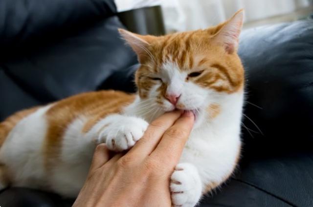 猫咪轻咬你表示什么（探讨猫咪轻咬行为的含义）