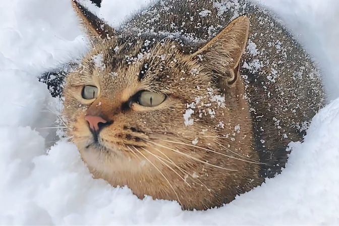 温顺性格的猫的种类（推荐性格温顺的猫的品种）