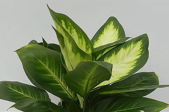 绿色开花植物品种推荐（推荐适合室内种植的绿色开花植物）