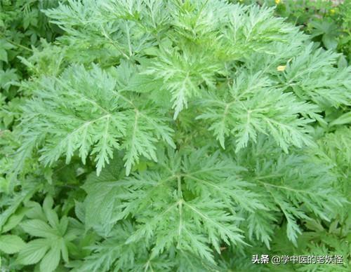 茵陈的功效与作用是什么（在荒野中的茵陈有哪些妙用）