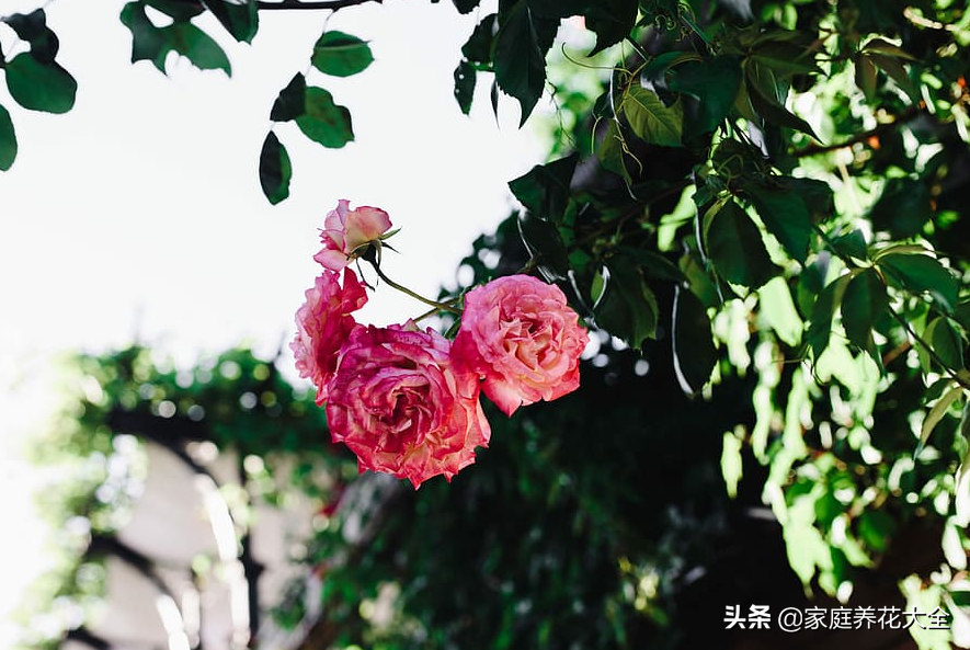 鲜花保鲜小妙招有哪些（延长鲜花鲜期主要包括的六个步骤）