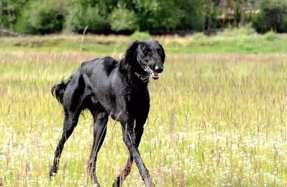 哮天犬是什么狗（中华神犬哮天犬养的少的原因有哪些）