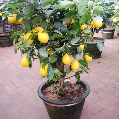 家中禁忌盆栽柠檬树（详细介绍家中怎样养好柠檬树）