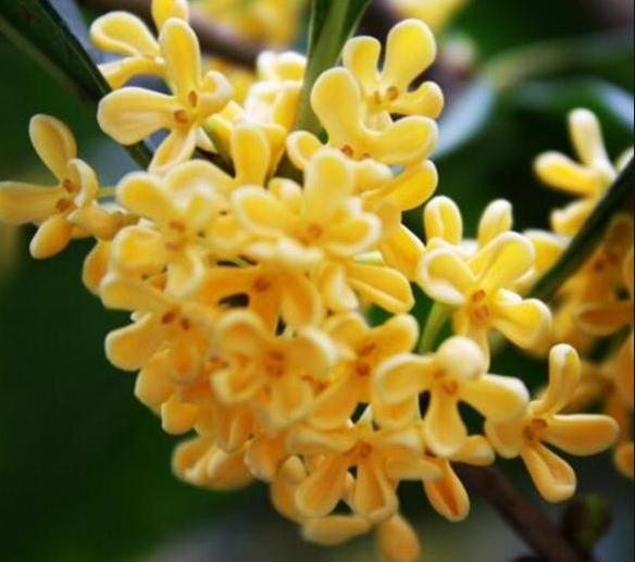 四季桂花养殖技巧与注意（提供四季桂花的养殖技巧和注意事项）