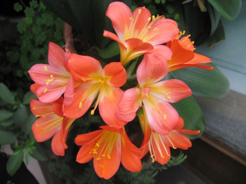 君子兰开花预兆如何（君子兰开花的兆头和预示）