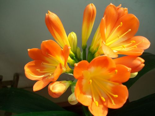 君子兰开花期浇水（君子兰在开花期间如何浇水）